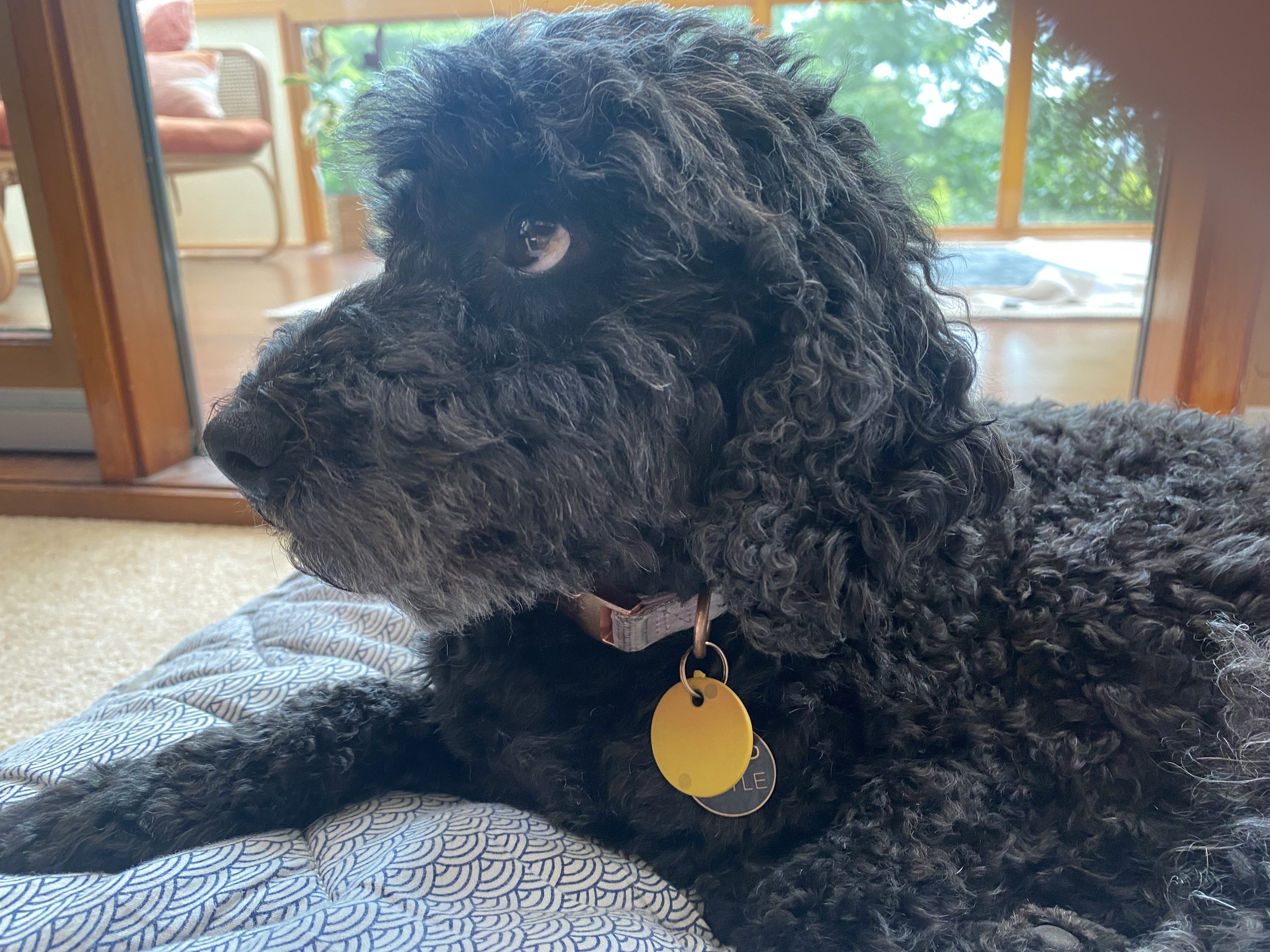 Remote Sessions (Animal)